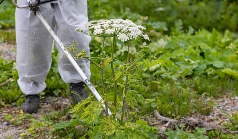 Прополка обязательна